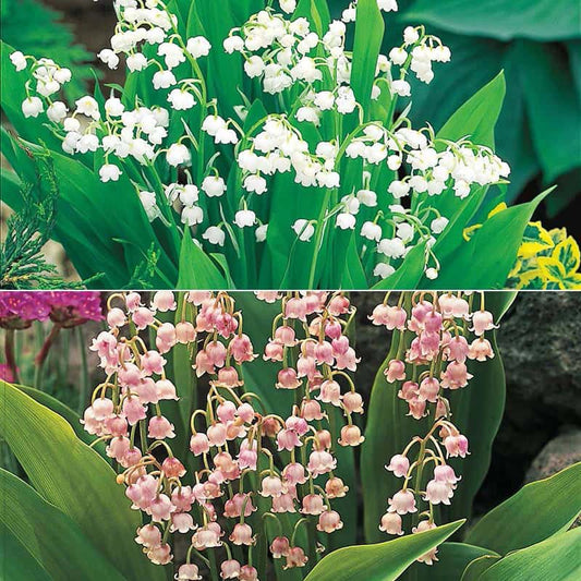 pink lily of the valley flower Lily of the Valley Nosegay
