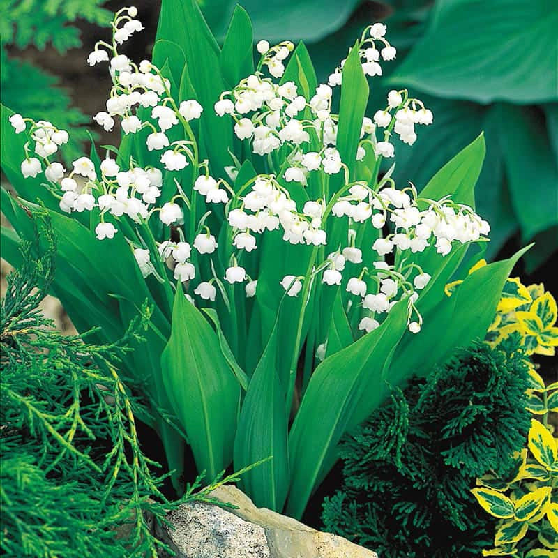 white lily of the valley Lily of the Valley Nosegay