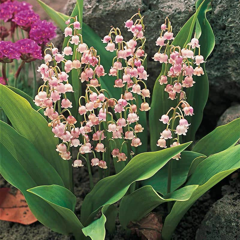 Lily of the Valley Nosegay