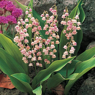 Lily of the Valley Nosegay