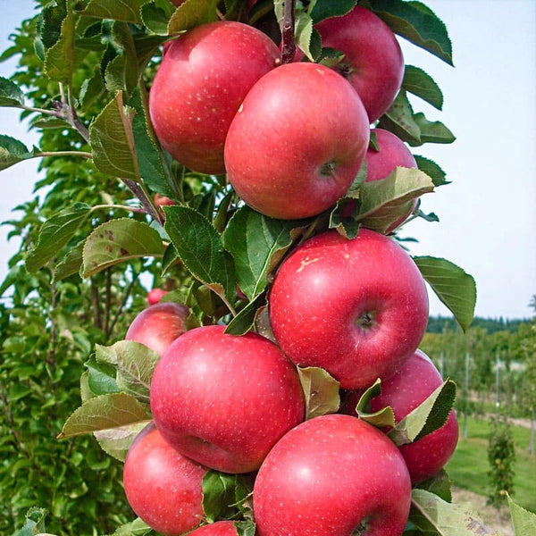 Tasty Red Colonade Urban Apple | Fruit Trees | Spring Hill