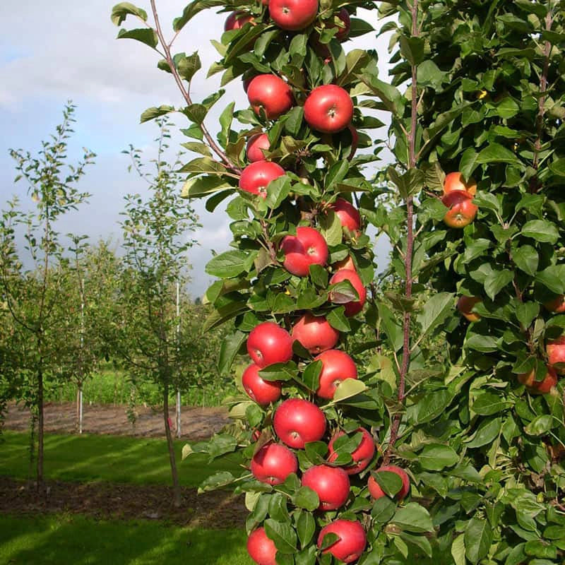 Tasty Red™ Urban Apple® Tree