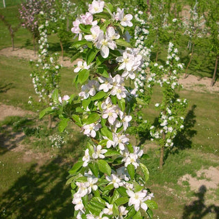 Golden Treat™ Urban Apple® Tree