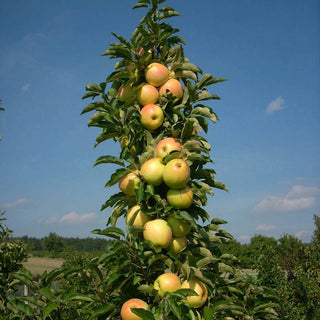 Golden Treat™ Urban Apple® Tree