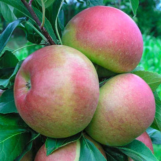 Blushing Delight™ Urban Apple® Tree