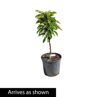 Blushing Delight™ Urban Apple® Tree