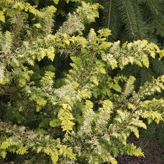 Fernspray Gold Hinoki Cypress
