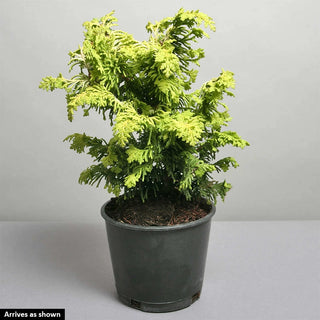 Fernspray Gold Hinoki Cypress