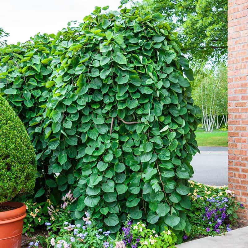 lavender twist weeping redbud tree for sale Lavender Twist Weeping Redbud Tree - 2-4 ft | Cercis canadensis 'Covey' PP10328 | Pink | Zone 5-9 | Full Sun