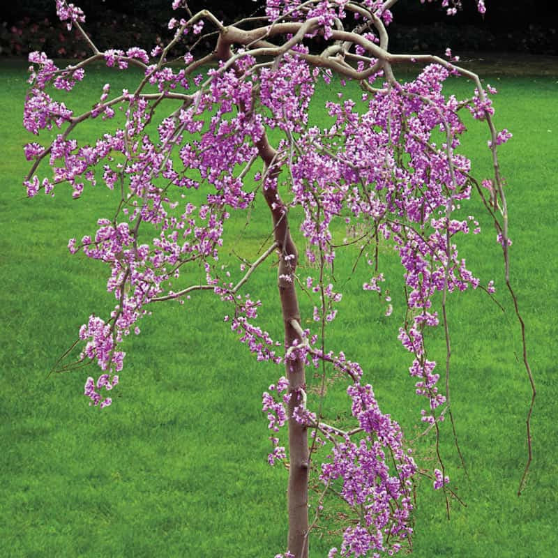 tree lavender Lavender Twist Weeping Redbud Tree - 2-4 ft | Cercis canadensis 'Covey' PP10328 | Pink | Zone 5-9 | Full Sun
