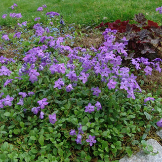 Sherwood Purple Woodland Phlox