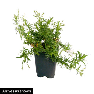 Sherwood Purple Woodland Phlox