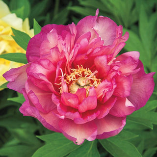 Julia Rose Itoh Peony