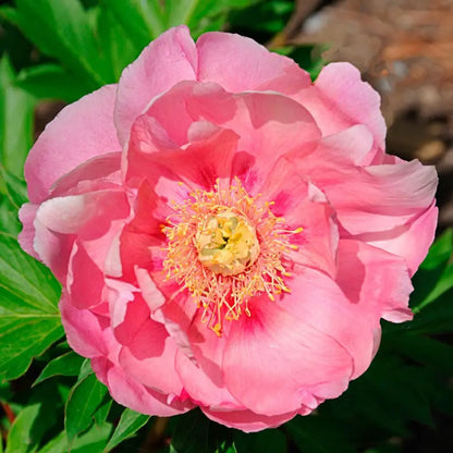 Strawberry Cr&amp;egrave;me Br&amp;ucirc;l&amp;eacute;e Itoh Peony