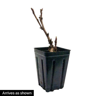 Strawberry Cr&egrave;me Br&ucirc;l&eacute;e Itoh Peony