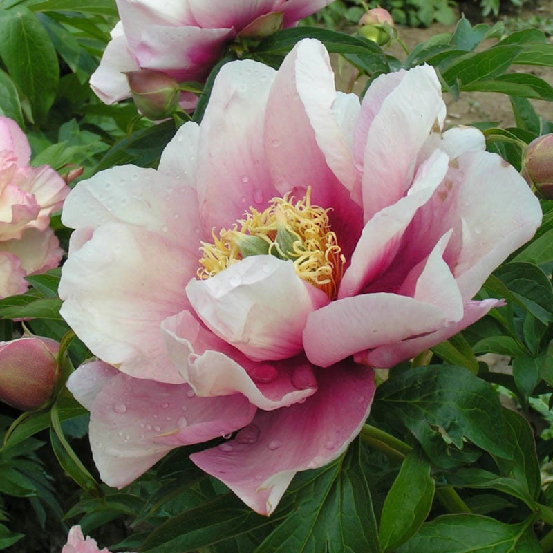 Pastel Lilas Itoh Peony