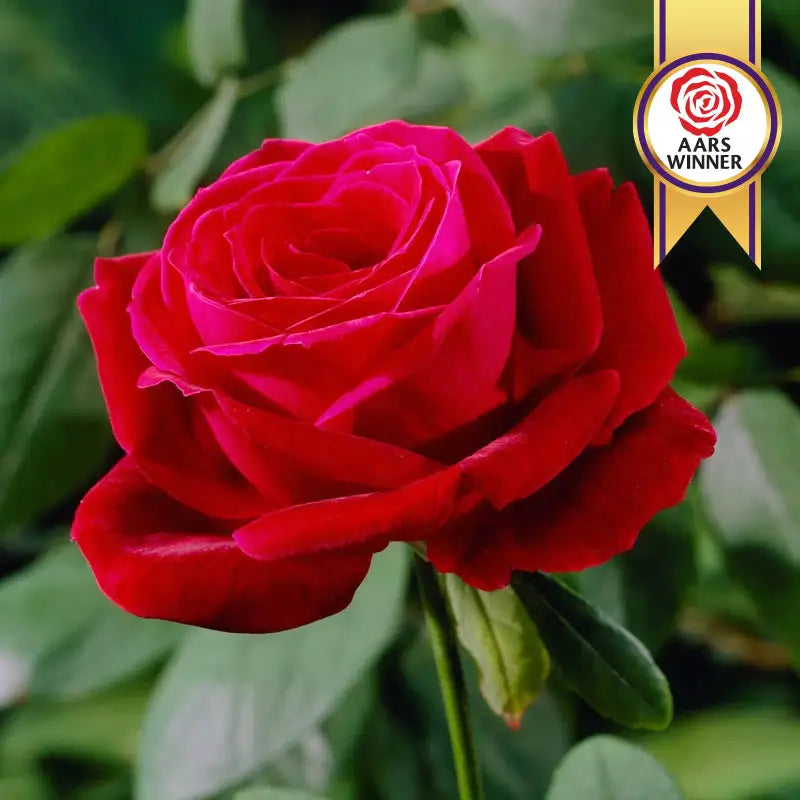 mr lincoln rose seeds Mister Lincoln Hybrid Tea Rose