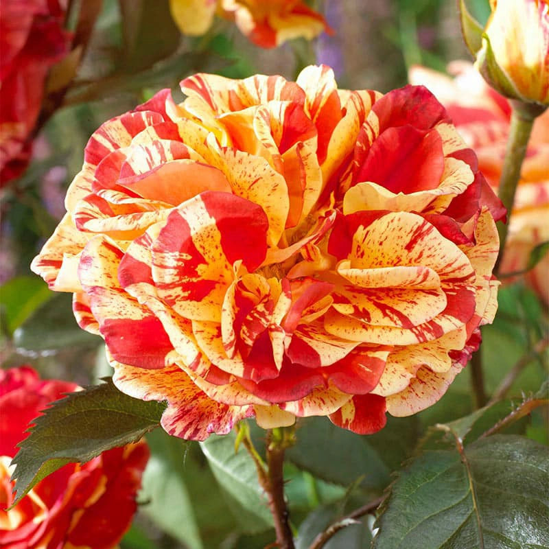 Modern shrub rose deals