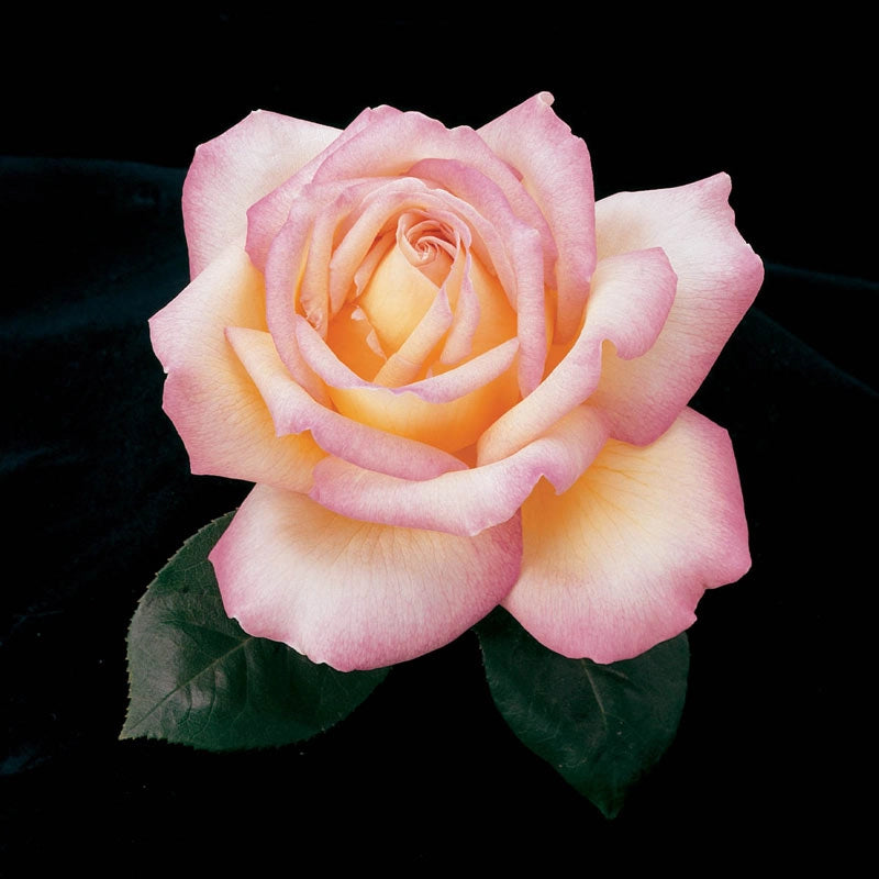 Peace Hybrid Tea Rose - Buy Roses | Spring Hill Nurseries – Spring Hill ...