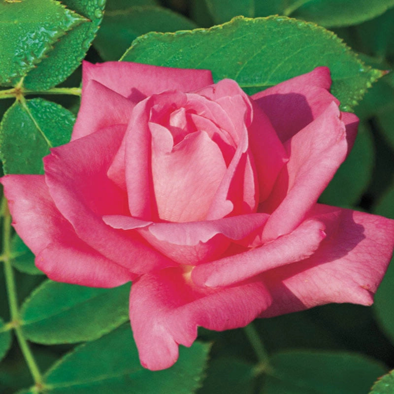 Perfume Delight Hybrid Tea Rose