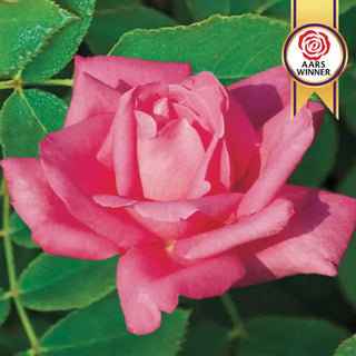 Perfume Delight Hybrid Tea Rose