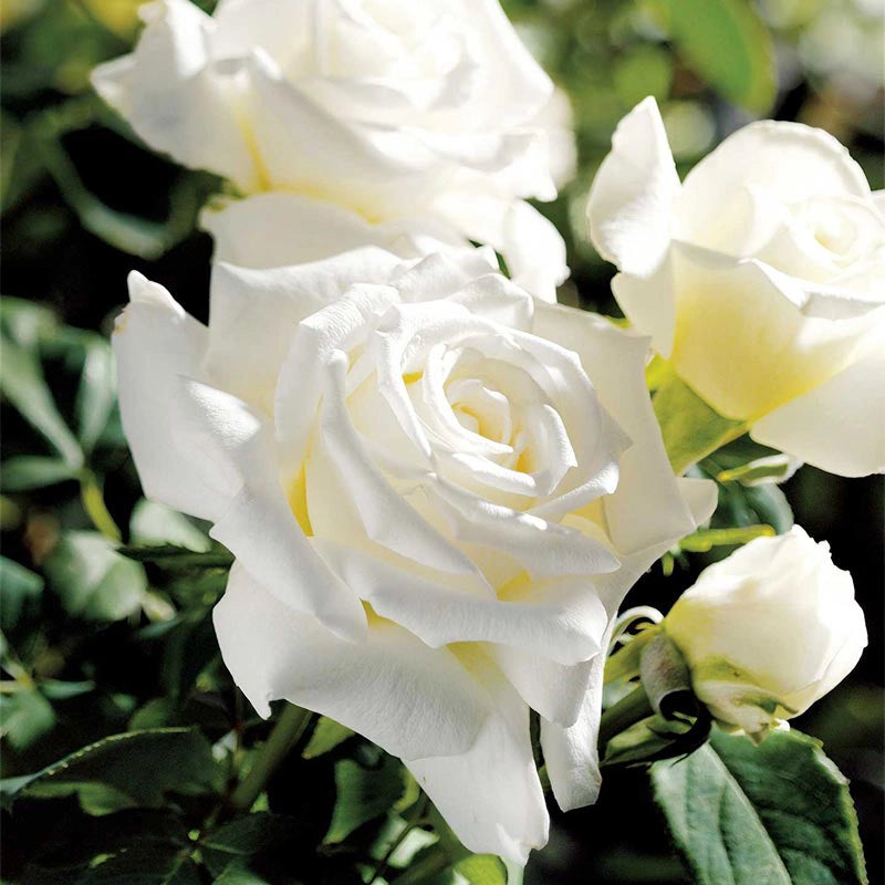 Pope John Paul II Hybrid Tea Rose