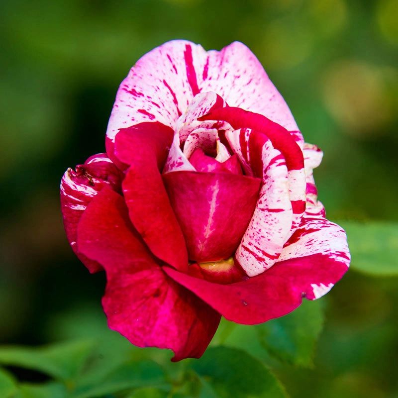 Scentsational Roses Scentimental Rose - Shop Roses | Spring Hill Nurseries – Spring Hill ...