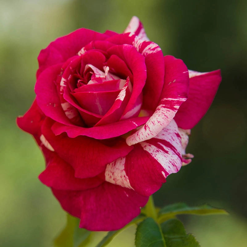 Scentsational Roses Scentimental Rose - Shop Roses | Spring Hill Nurseries – Spring Hill ...