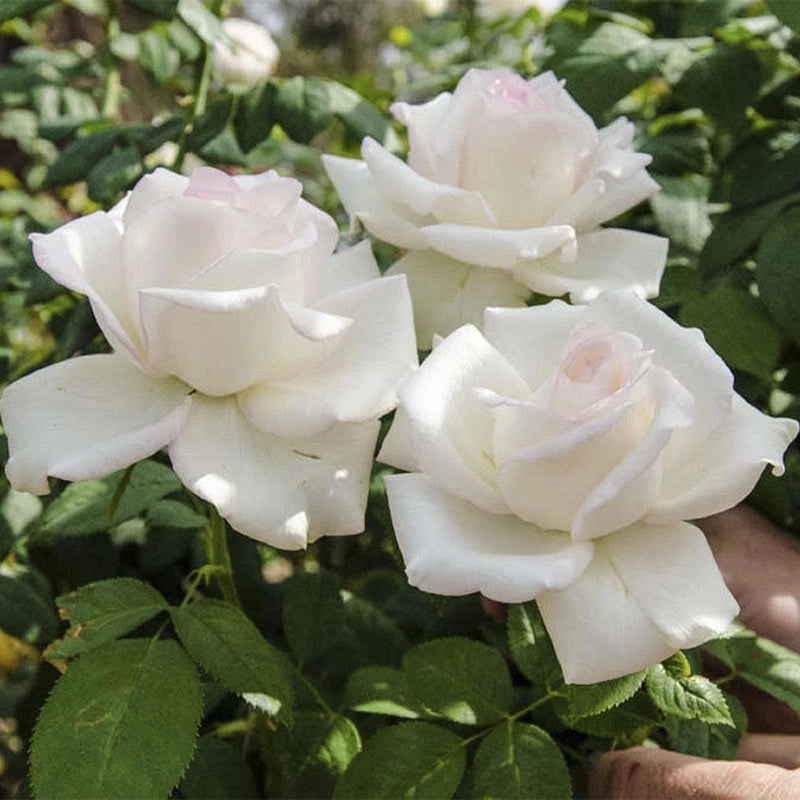 Moonstone™ Hybrid Tea Rose