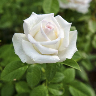 Moonstone™ Hybrid Tea Rose