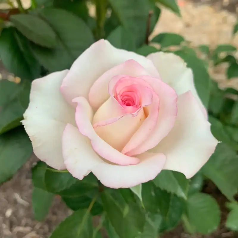 Moonstone Ruffle Roses Moonstone Rose Jumbo Bareroot| Spring Hill Nurseries – Spring Hill Nursery