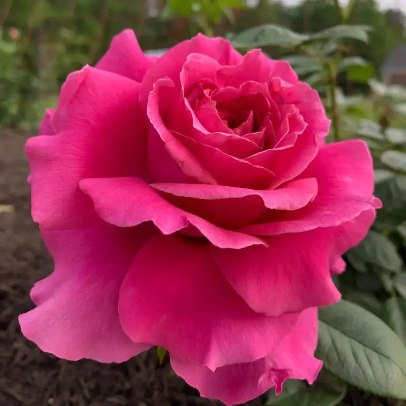 Pretty Lady Rose™ Hybrid Tea Rose