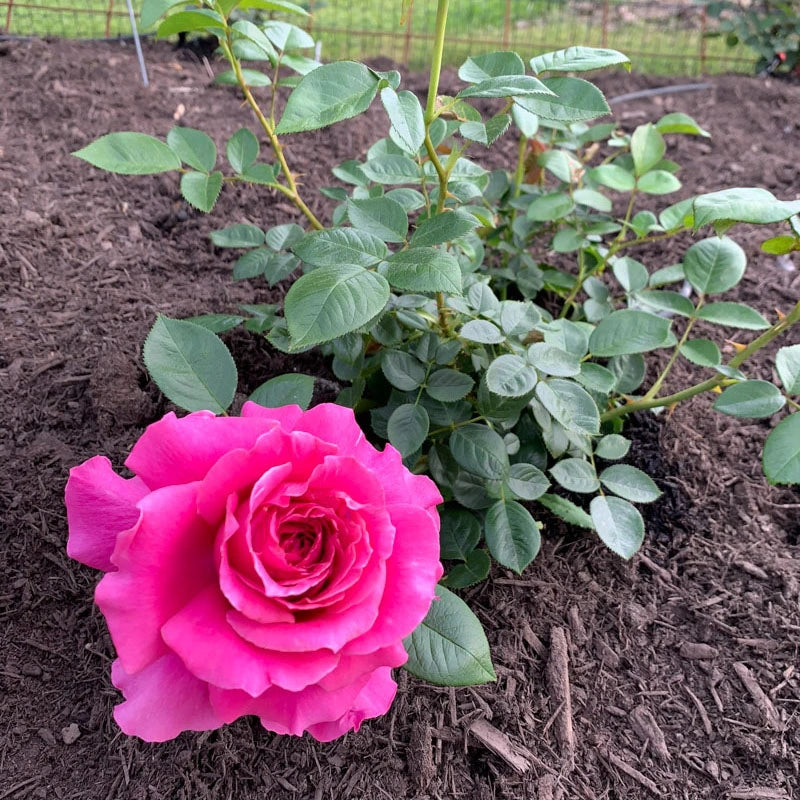 Pretty Lady Rose™ Hybrid Tea Rose