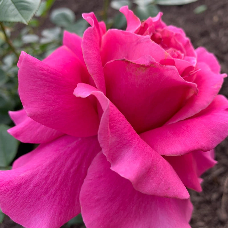 Pretty Lady Rose™ Hybrid Tea Rose