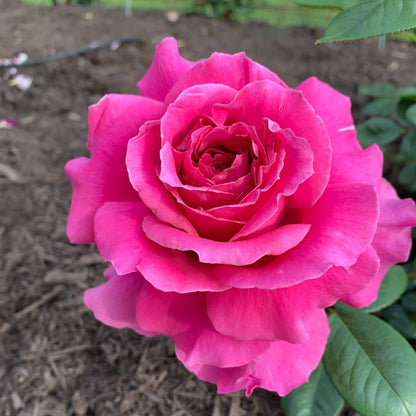 Pretty Lady Rose™ Hybrid Tea Rose