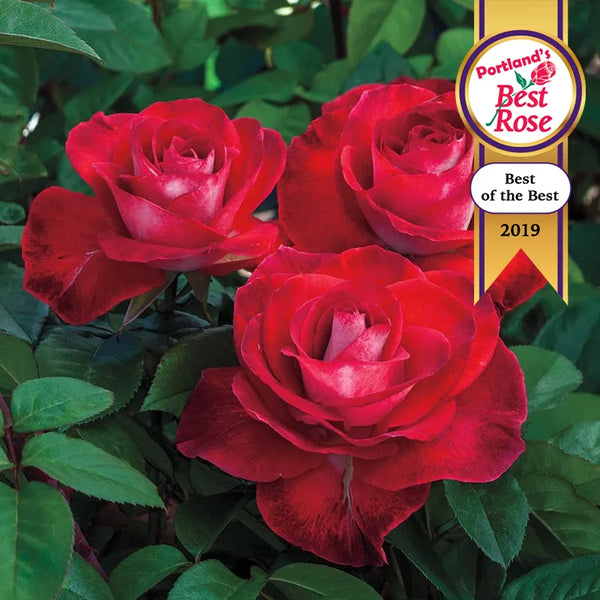 rose tobacco castle hill Smokin Hot Rose Jumbo Bareroot