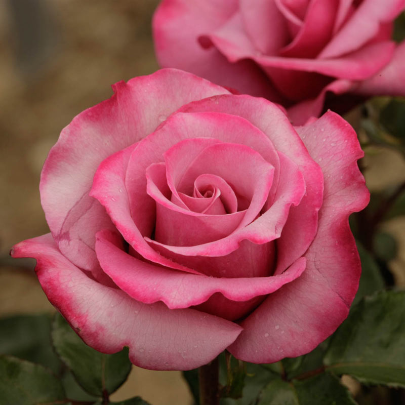 Barbra Streisand Hybrid Tea Rose