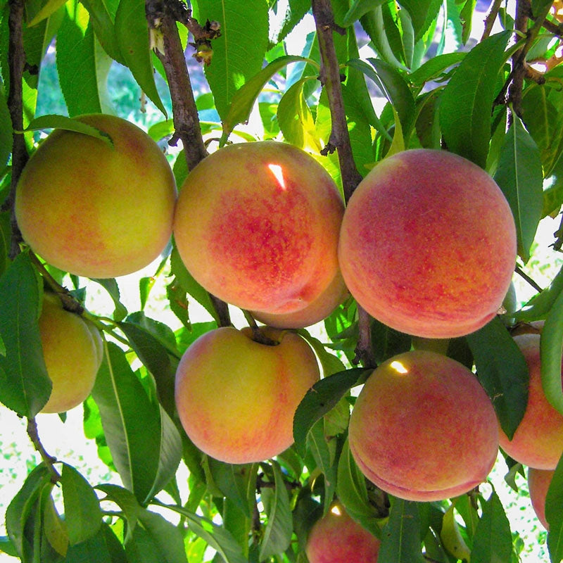 Hale Haven Peach