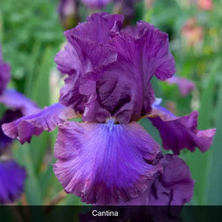 Reblooming Iris Collection