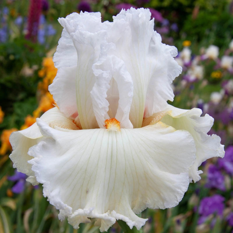 Catch A Star Bearded Iris