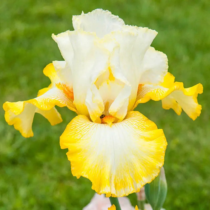 Zesting Lemons KickStart™ Bearded Iris