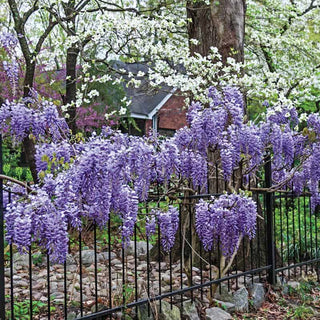 Blue Moon Reblooming Wisteria