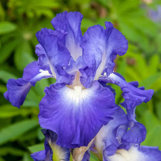 Reblooming Iris Collection