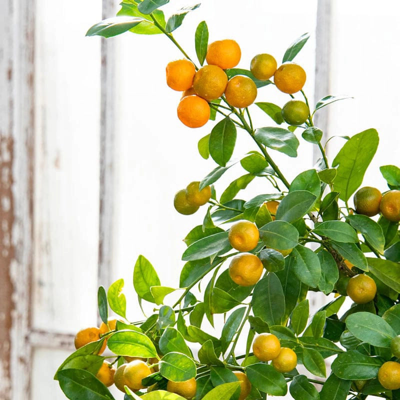 calamondin orange tree lifespan Calamondin Orange Tree
