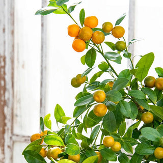 Calamondin Orange Tree