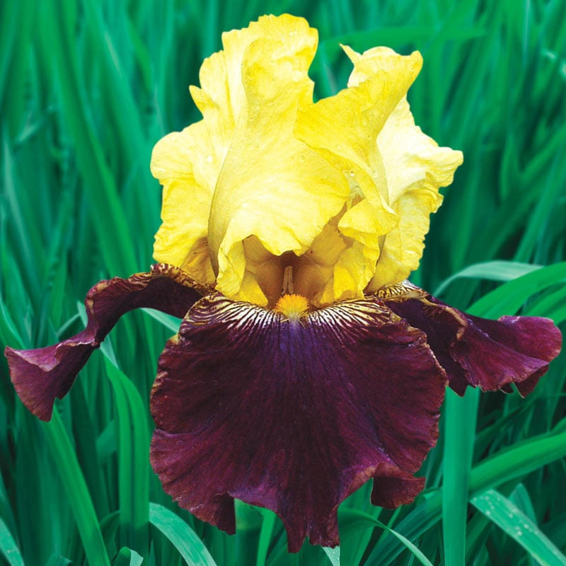 Blatant Reblooming Iris