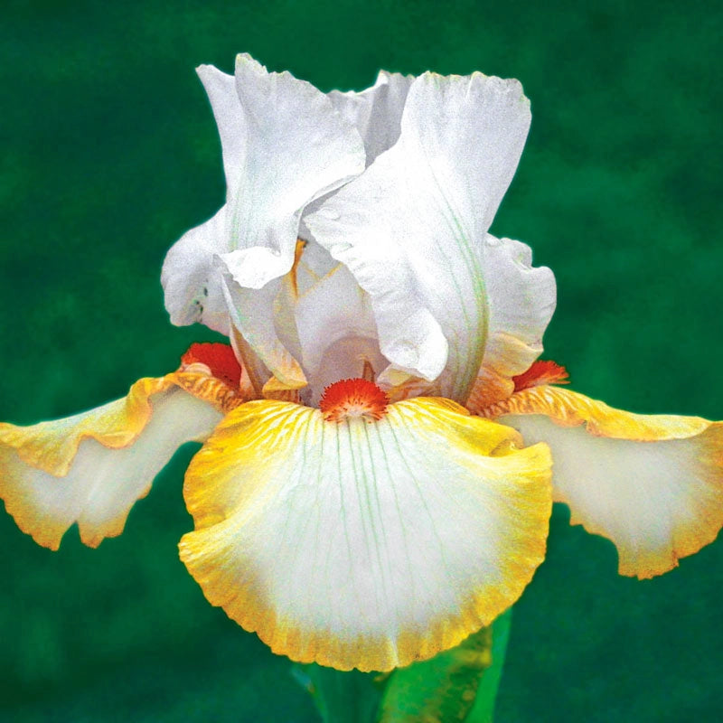 Halloween Halo Reblooming Iris