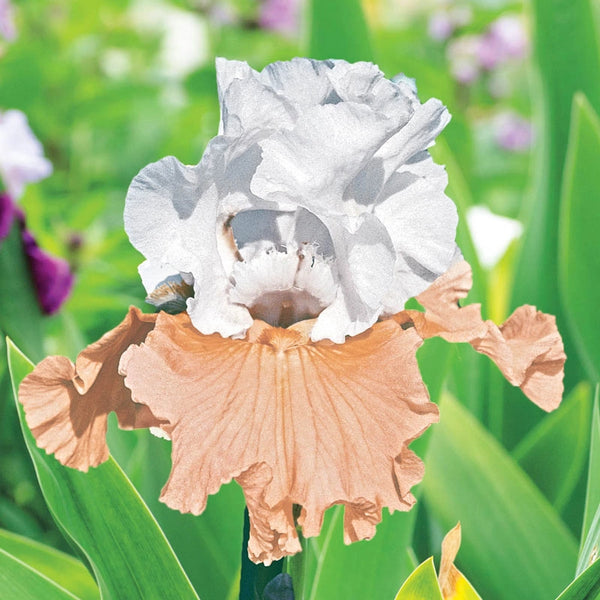 Champagne Elegance Reblooming Iris | Spring Hill Nurseries