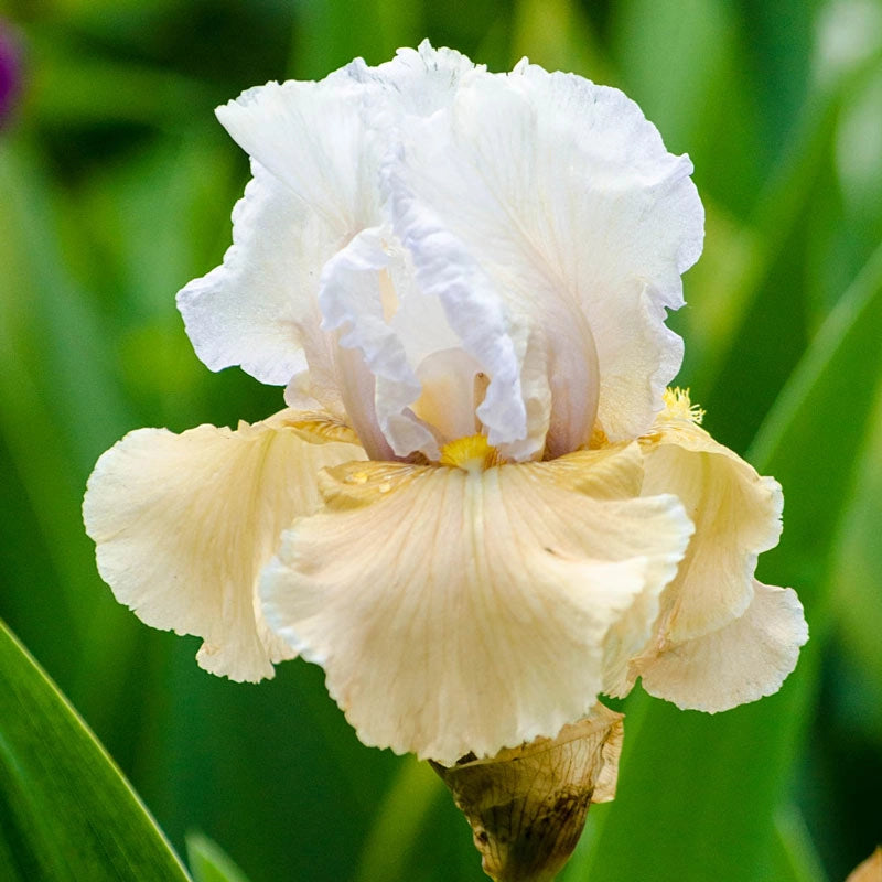 Champagne Elegance Reblooming Iris Shop German Iris Spring Hill