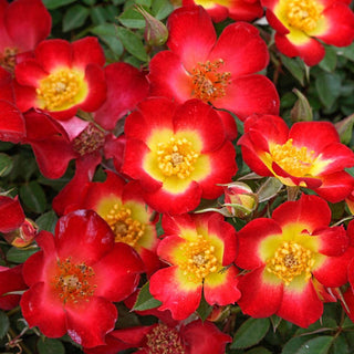 County Series Roses Roses for Sale – Rose Bushes & Plants | Spring Hill Nurseries